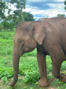 The Triangle Tangalle