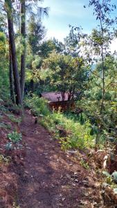 Cabaña en el Bosque de San José del Pacifico 2