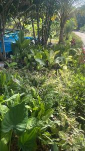 เสียมทอง รีสอร์ทบ้านสวนแอนด์ฟาร์ม