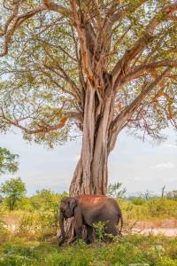 Safari lodge