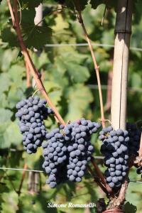 La Casa - cosy apt for 2 with shared swimming pool and view img8