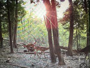 Rustic cozy couples summer stay