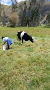 ZONA DE CAMPING-Nuevo Campo Verde EIRL