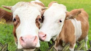 Bader Häusl - Chiemgau Karte