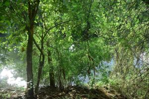 Serene Modern Home with Garden View