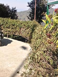 RAMA Narayan Homestay jageshwar