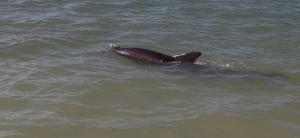 Vanderbilt Villas Naples Condo,Walk to Beach