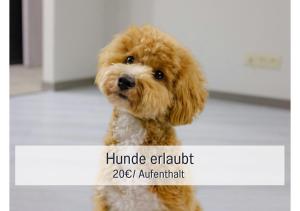 Apartment, close to Europa Park, Alsace, Black Forest, family friendly, dogs allowed