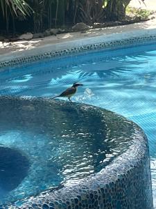 Natural paradise in playa del carmen