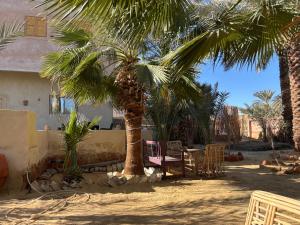 Neama siwa نعمة سيوه