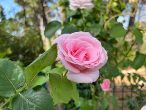 Trulli delle Rose - Selva di Fasano