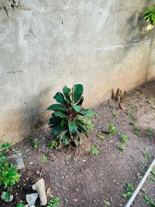 Business & Family stays in peaceful Gated Home in Old Harbour, Business or Vacation Stay