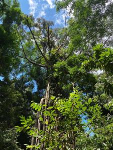 Batu Katak Jungle River & Trekking