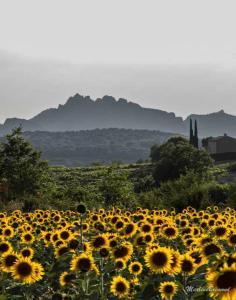 B&B / Chambres d'hotes Chambres d'Hotes Aux Tournesols : photos des chambres