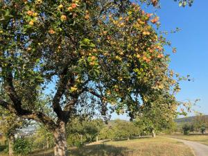 Eco half-timbered house near Black Forest