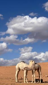 Wadi Rum Royal Camp