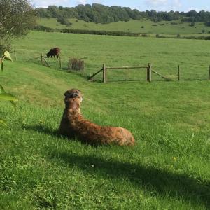 Higher Melcombe Manor