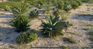 Quinta Maria Cotovia