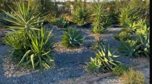 Quinta Maria Cotovia