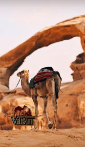 VELVET WADi RUM LUXURY