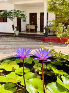 Resident Villa