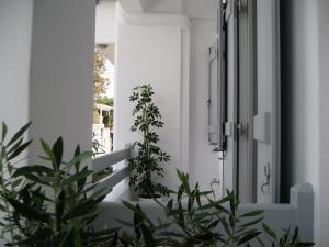 Aelia Apartments Naxos Greece