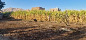 Gate Way to the Stars