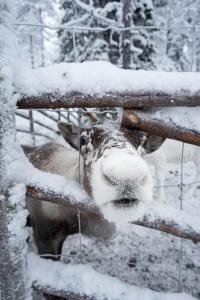 North Suite Cosmos 20D by Hilla Villas