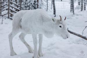 North Suite Cosmos 20D by Hilla Villas