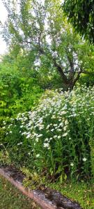 Ferienhaus Vogelsberg