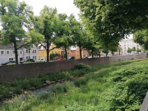 Die Wasserlilie in Dresden-Plauen
