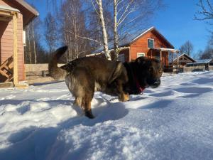 Domek Betula Izerska