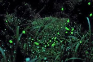 Natural Residence B&B - Ma-na-pang-she