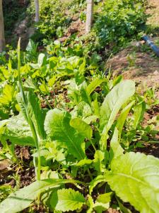 Nuwakot Hills Farmstay