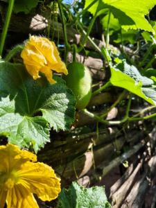 Nuwakot Hills Farmstay