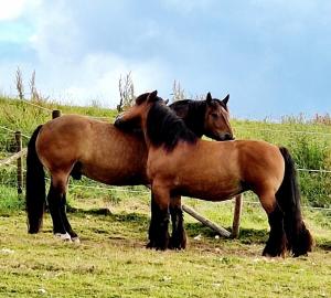 Ferienhaus Schilz II - Urlaub auf dem Bauernhof