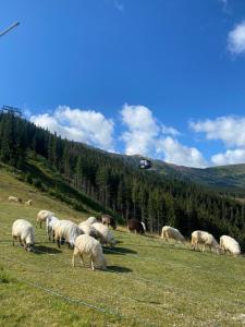 SAFFRON Chalet Jasná