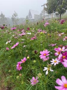 Pak Himdoi Farm Homestay สวนผักฮิมดอยโฮมสเตย์ ฝาง
