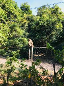 Jungle Park in Priyanna Guest