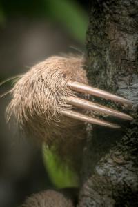 Luxury AFrame with Private Jacuzzi Poás Volcano