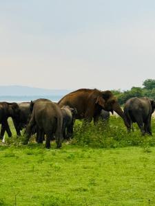 Diamond Walawa Safari Resort