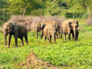 Diamond Walawa Safari Resort