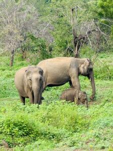 Diamond Walawa Safari Resort