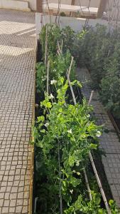 Casa do Aconchego em Freiria