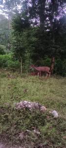 The wild camps riverside