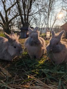 La Garencière - Gîtes, salle de jeux, piscine et animaux