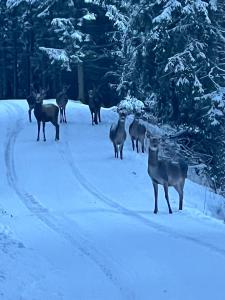 Ferienhaus Almhorizont beim Oberen Kreuzer