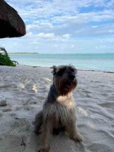 Soliman bay beachfront bungalows