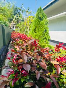 Starlight Villa - Galle