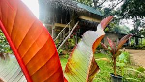 Sigiri Veenus Tree House